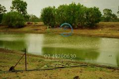 Cattle Blue green algae toxins death irrigation