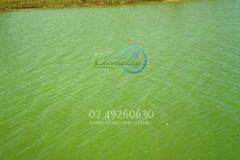 Cattle pigs sheep chickens Cyanobacteria Ecoscope