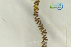 Cyanobacteria Tweed.jpg