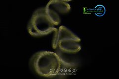 Yeppoon-Water-scaled