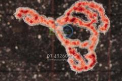 Rockhampton Cyanobacteria