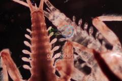 Acentrella