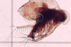 Macroinvertebrates testing sampling water