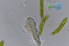 Toowoomba-Lab-scaled