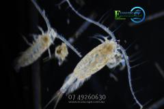 ecoscope0631