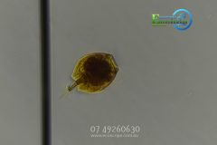 zooplankton-Brisbane-scaled