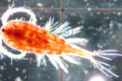 zooplankton ecoscope Brisbane