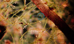 Ensuring Water Quality: The Critical Importance of Algal Monitoring in Water Supplies