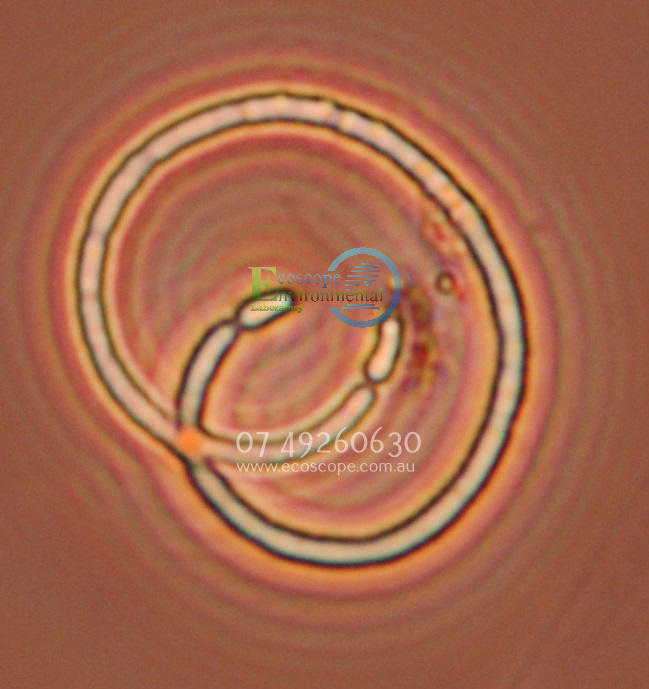 Cyanobacteria Management Plan