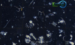 Identification and Counting of Marine Phytoplankton